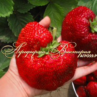 Клубника ВАЛЬТЕР (КРУПНОМЕР! ОГРОМНЫЙ КУСТ, УРОЖАЙ В ГОД ПОСАДКИ) Клубника ВАЛЬТЕР (КРУПНОМЕР! ОГРОМНЫЙ КУСТ, УРОЖАЙ В ГОД ПОСАДКИ)